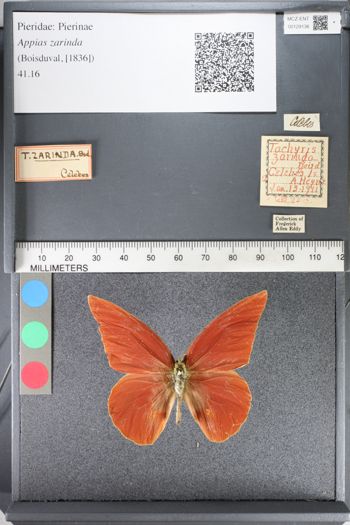 Media type: image;   Entomology 129136